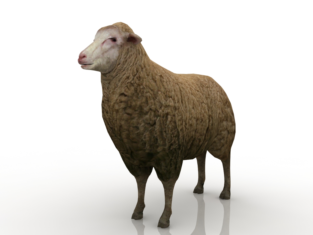 3D модели - Овца