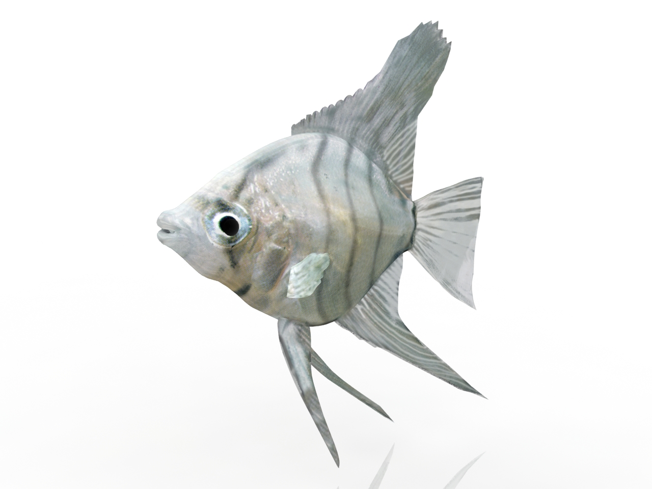 3D модели - Оквариумная рыбка