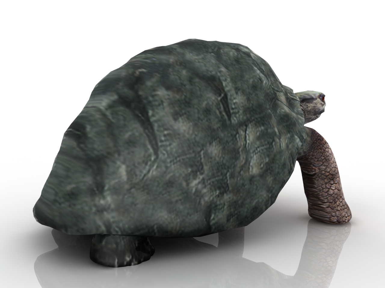 3D модели - Черепаха