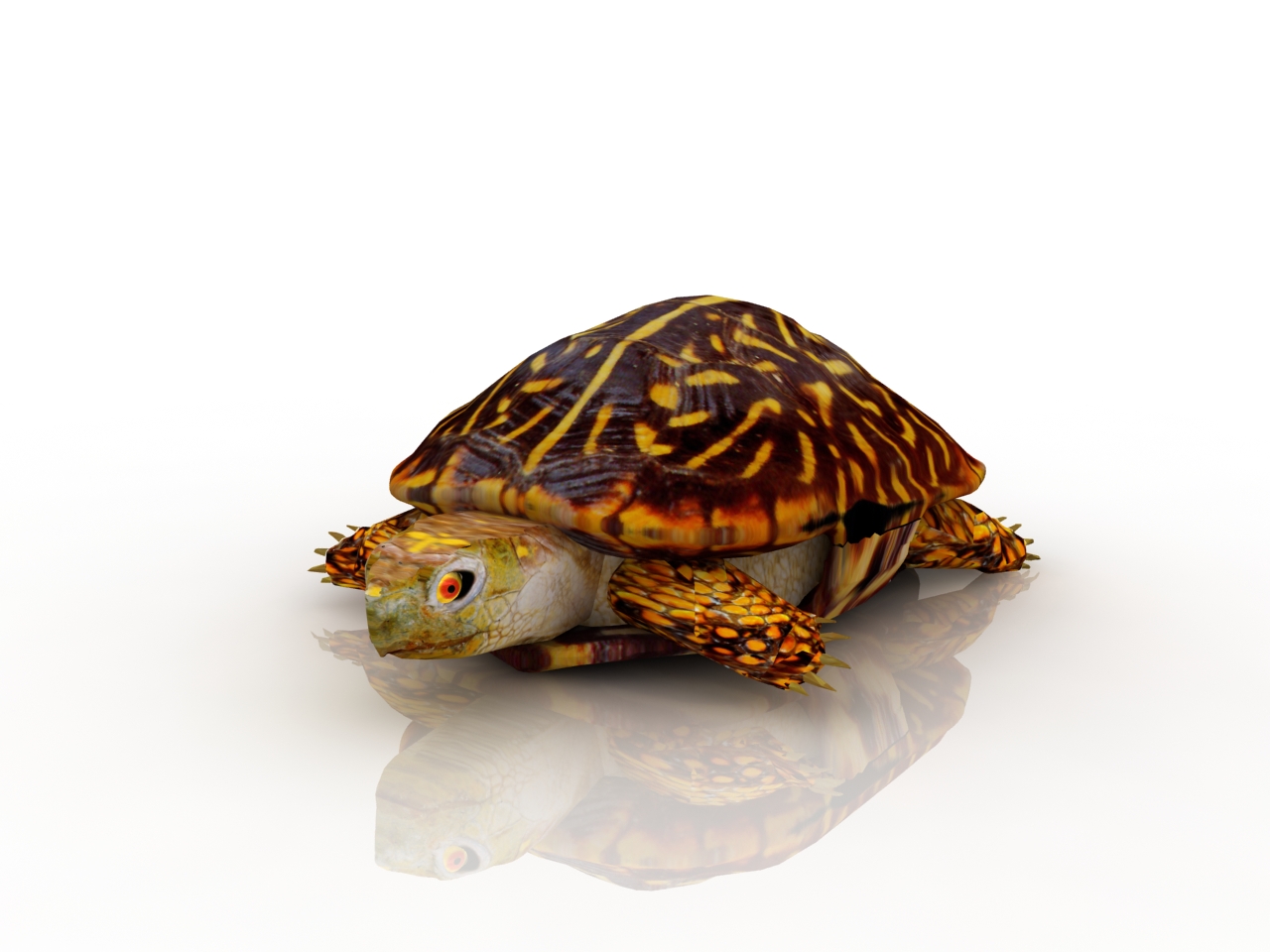 3D модели - Черепаха