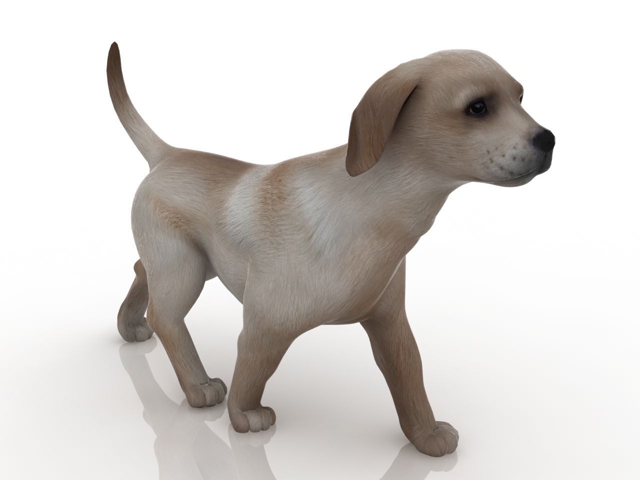 3D модели - Собака