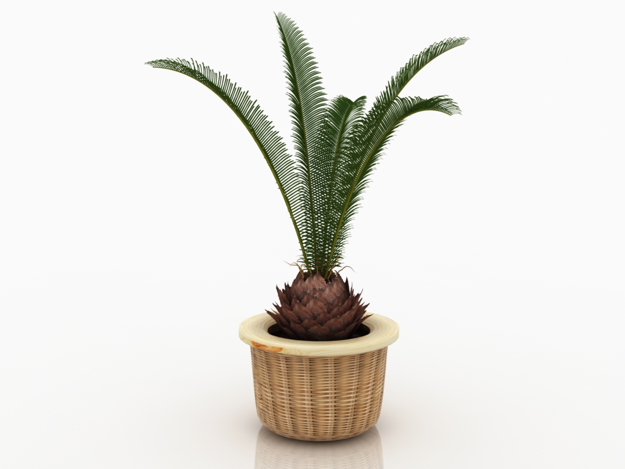 3D модели - Пальма в горшке