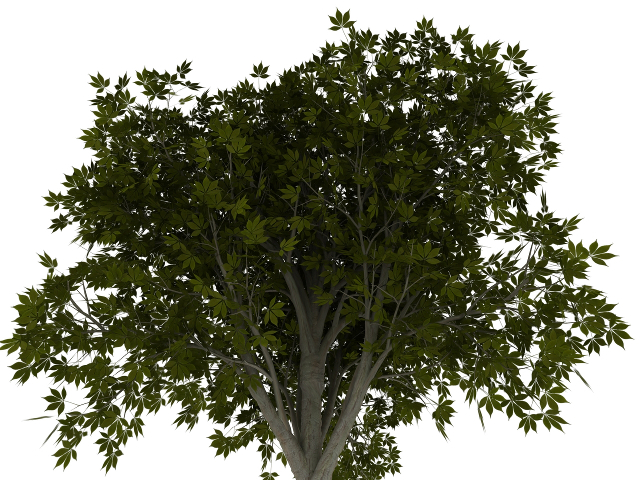 3d модель - Дерево