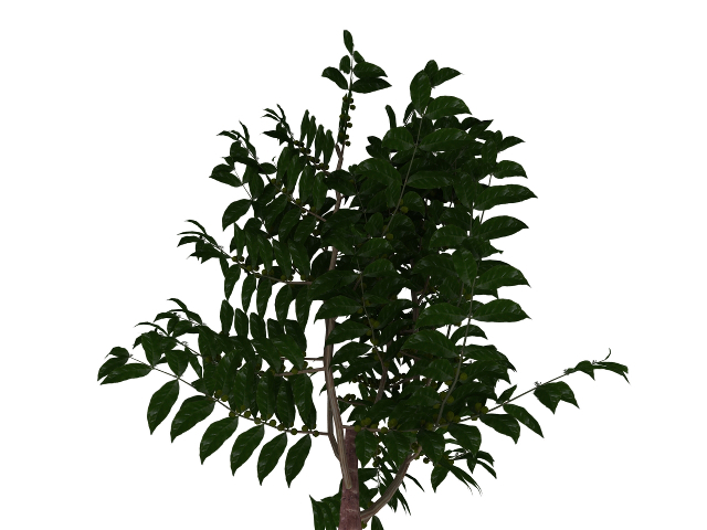 3d модель - Кофейное дерево
