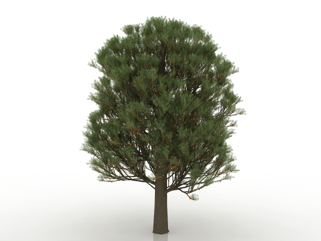 3d модель - Красное дерево