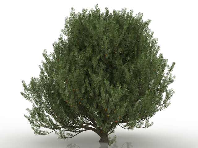 3d модель - Красное дерево