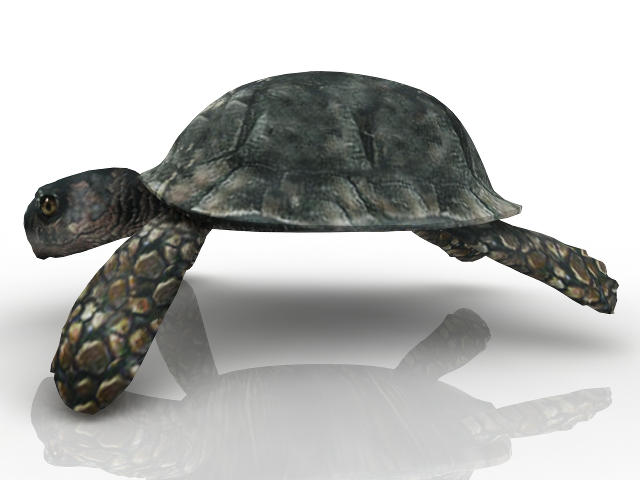 3d модель - Черепаха