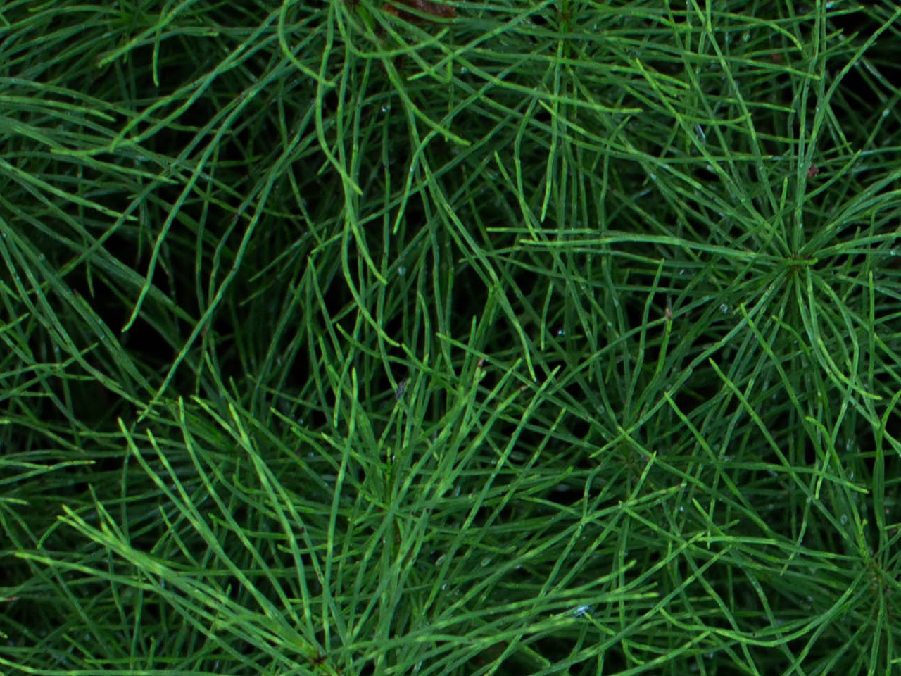 3D текстуры - Трава